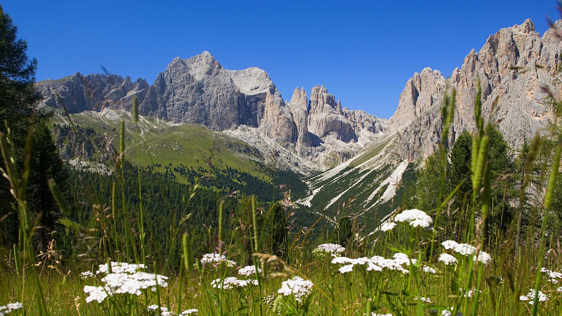 Estate in Val di Fassa, preceduta da una primavera da sogno Montagne rocciose con prato fiorito e cielo azzurro