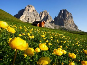 Hotel in Val di Fassa: il vostro Hotel Latemar Prato di fiori gialli con baita e montagne rocciose sullo sfondo